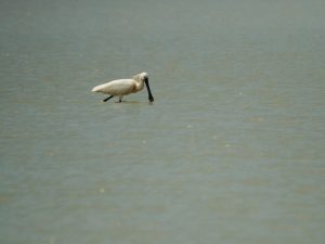 Spoonbill wading through a lake in Austria