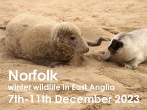 Norfolk winter 2023 web button