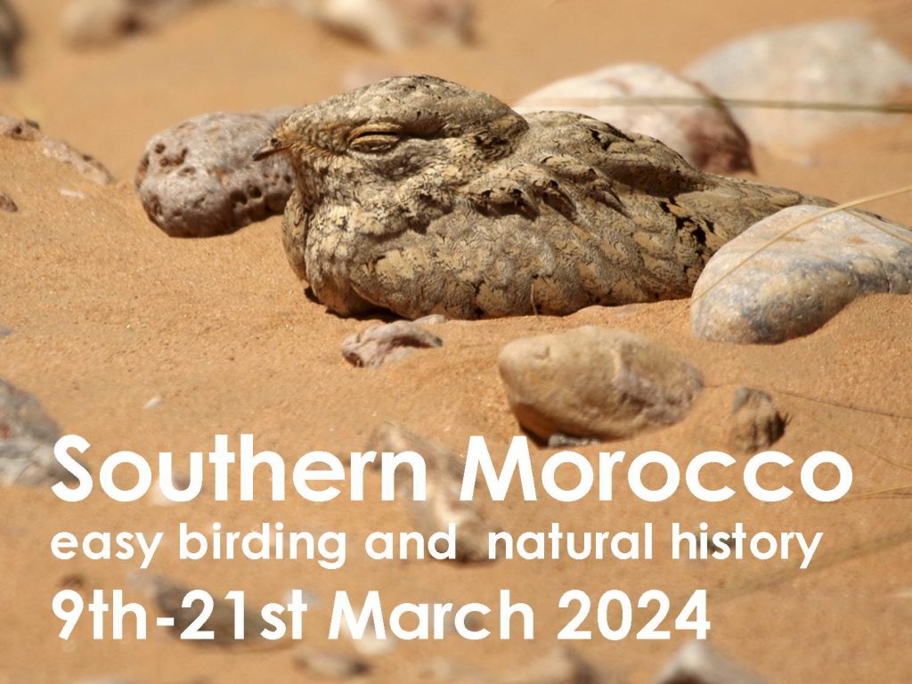 Southern Morocco 2024 web button