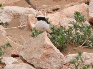 Maghreb Wheatear standing on a pale rock in Morocco