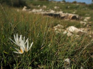 white flowers of Crocus veneris in rocky grassland in Cyprus