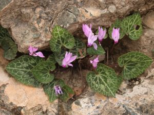 pink flowers of Cylcamen persicum in a rock crevice