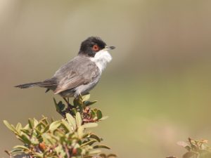 Sardinian Warbler sitting on top of a shrub in Cyprus