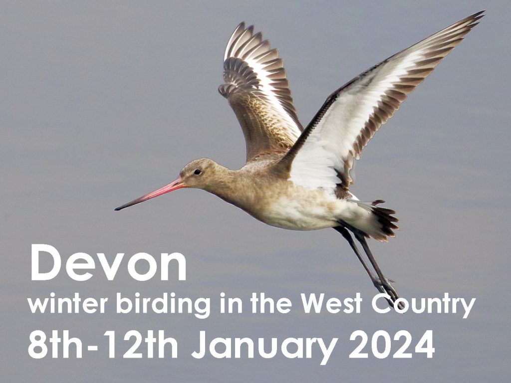 Devon winter 2024 web button