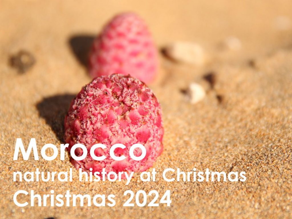 Morocco Christmas 2024 web button
