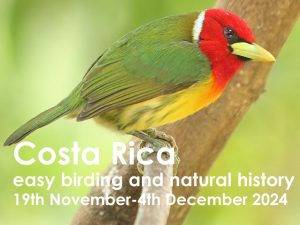 Costa Rica 2024 button