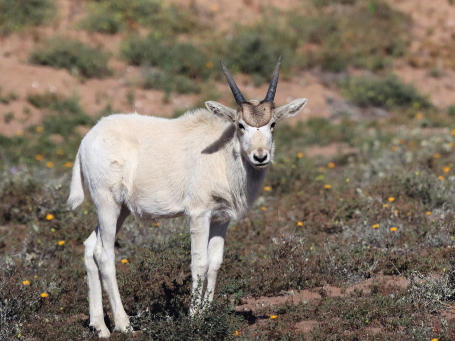 Young Addax in flowery habitat