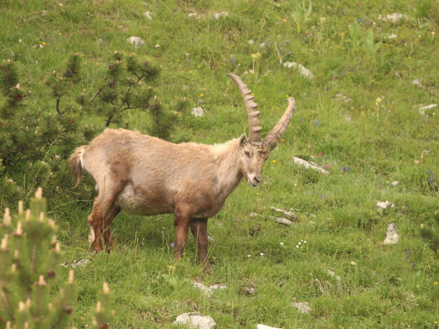 Alpine Ibex in an alpine meadow