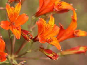 Alstroemeria ligtu simsii, close up