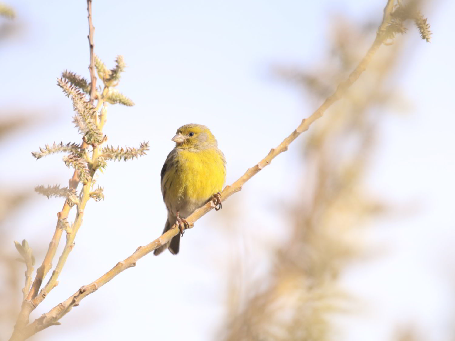 Atlantic Canary perched on a branch