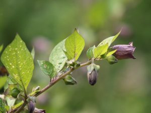 Atropa belladonna close up