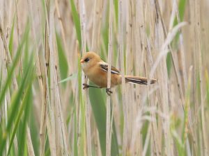 Bearded Reedling perched among reeds