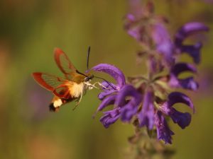 Broad-bordered Bee Hawk-moth feeding on Salvia