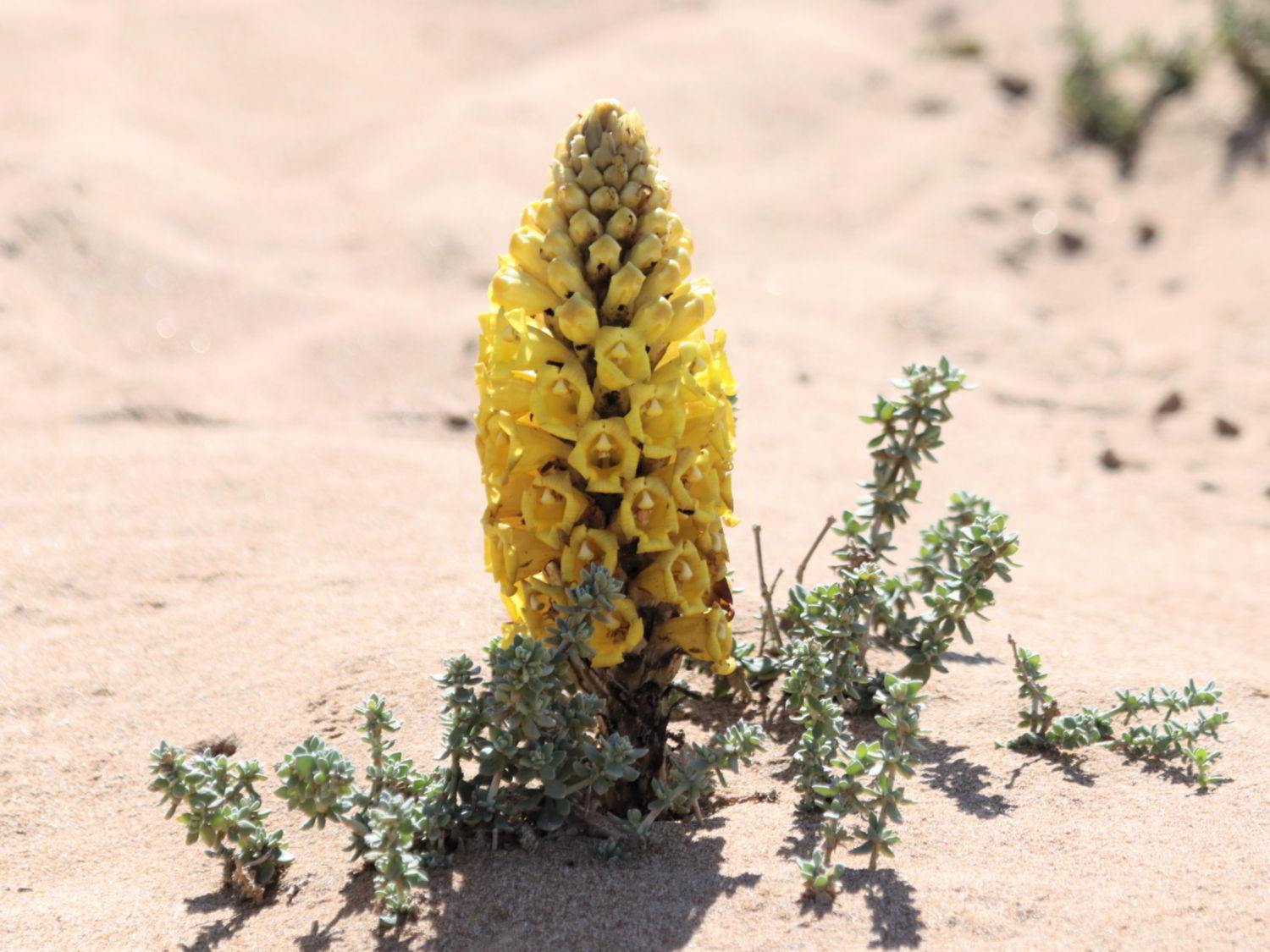 Yellow flower of Cistanche phelypaea emerging from sand