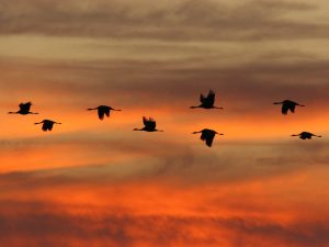 Cranes in flight silhouetted against the setting sun