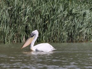 Dalmatian Pelican on the river
