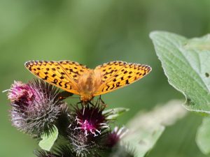 Dark-green Fritillary on flower