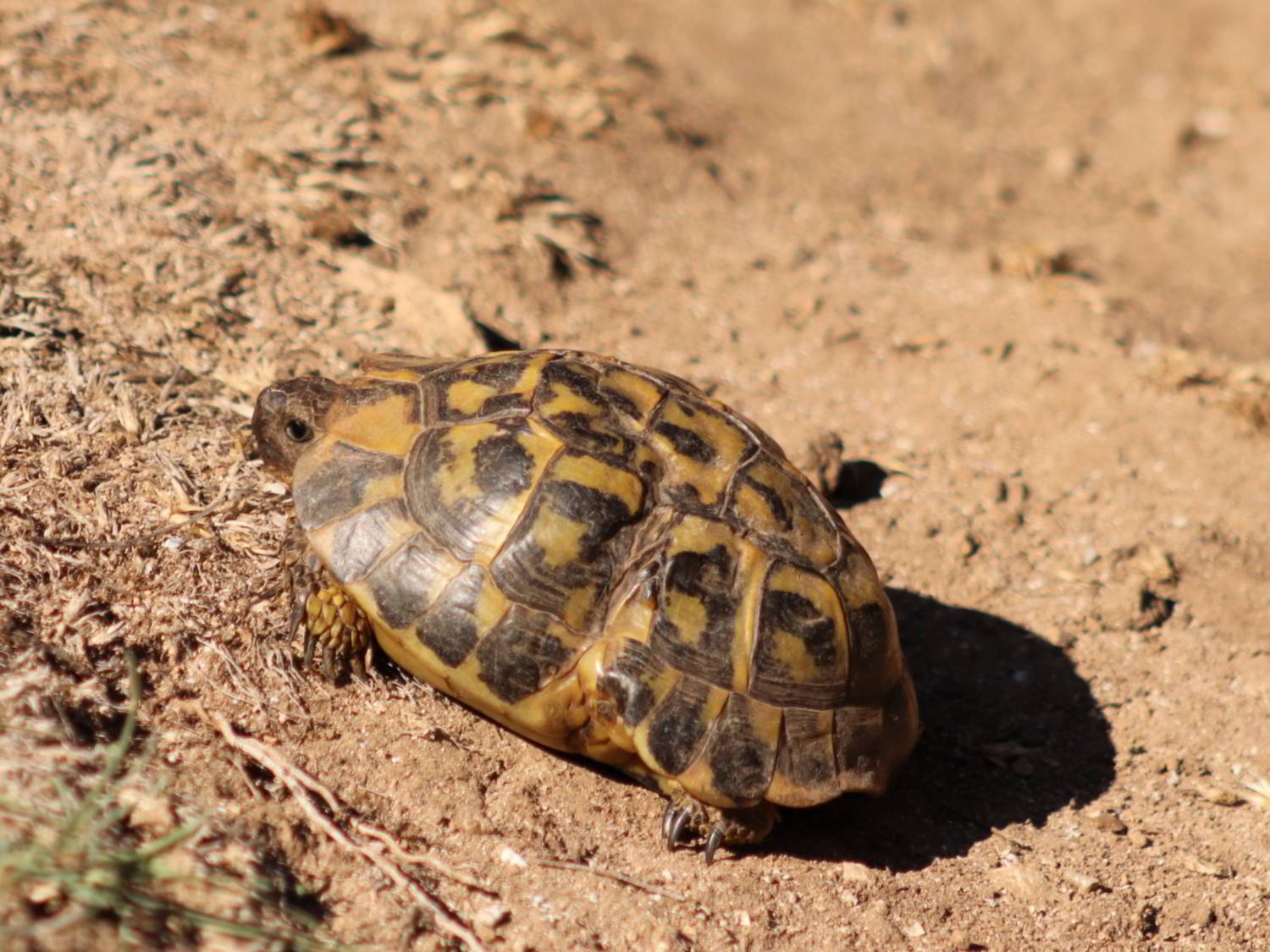 Hermann's Tortoise walking on bare ground