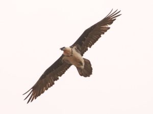 Lammergeier soaring