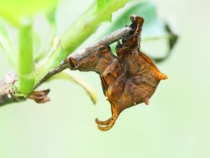 Lilac Beauty larva on a twig
