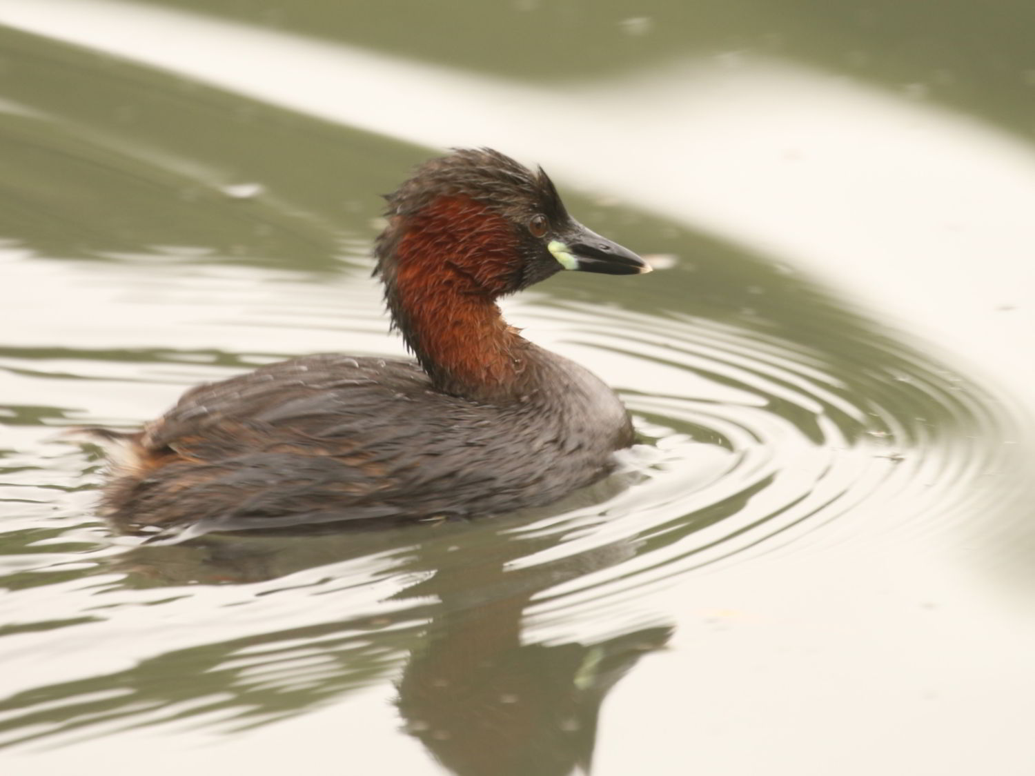Little Grebe on the water