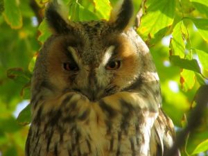 Long-eared Owl close-up, roosting in a tree