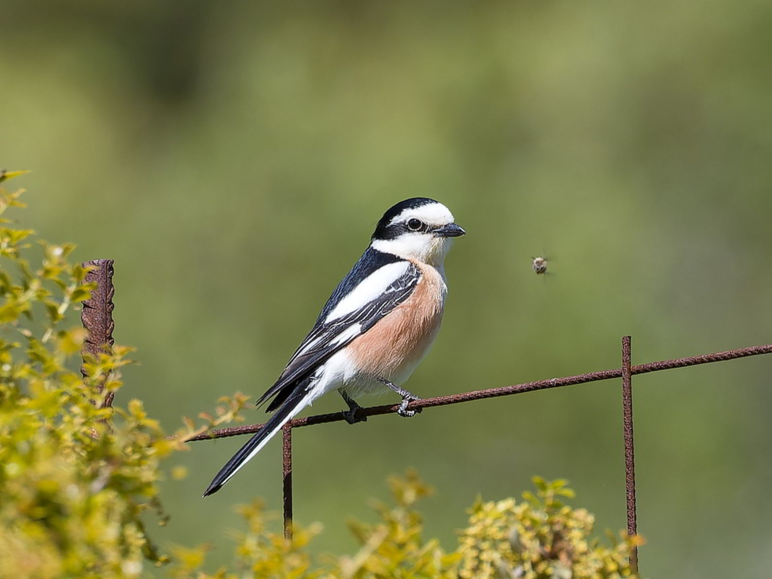 Masked Shrike perched on a metal fence with an insect flying past
