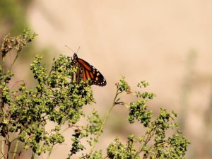 Monarch in a shrub