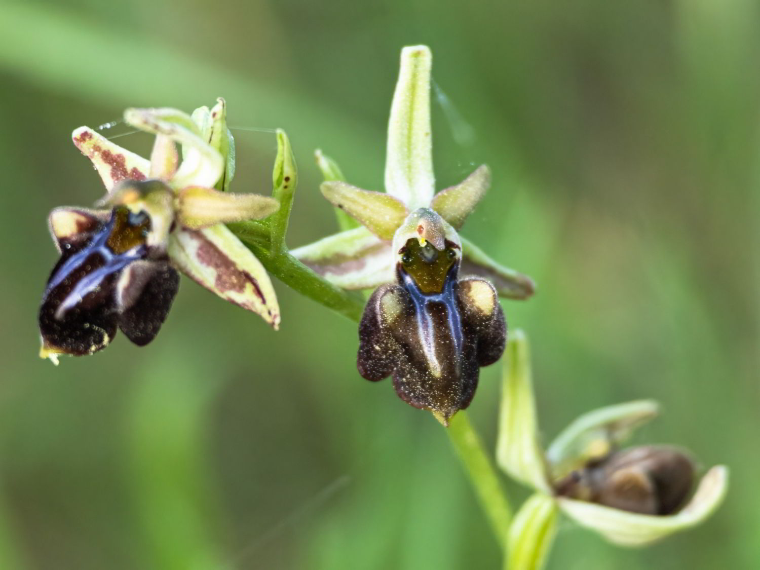 Ophrys sphegodes subsp mammosa, close up of flower