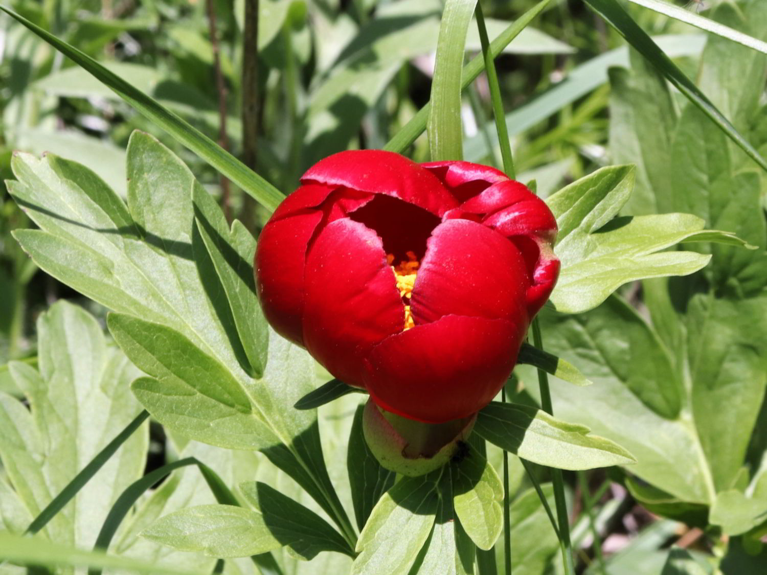 Deep-red flower of Paeonia peregrina