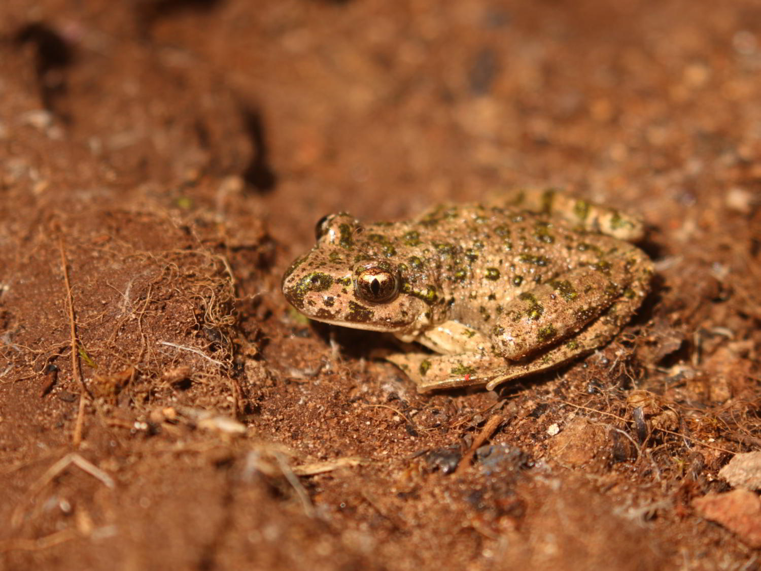 Parsley Frog on bare ground