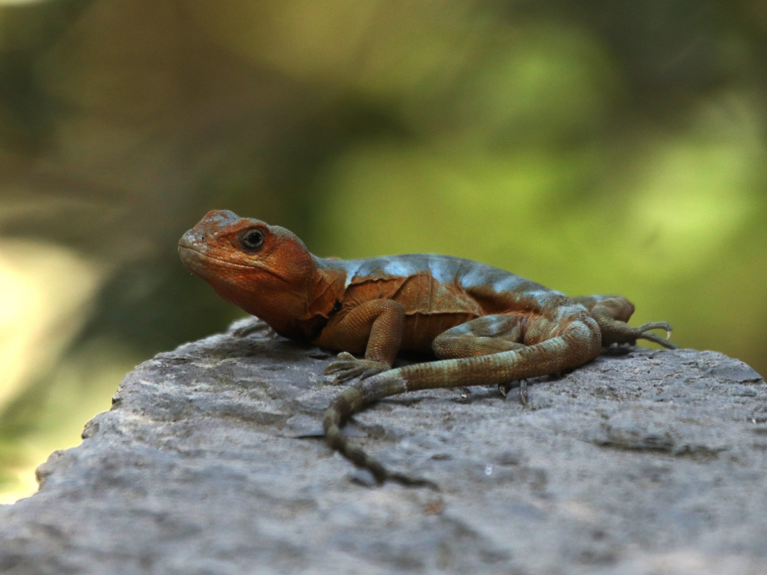 Pristidactylus torquatus basking on a rock in dappled shade