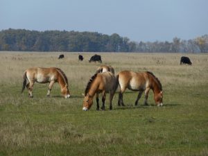 Przewalski's Horse grazing the Hungarian Plains