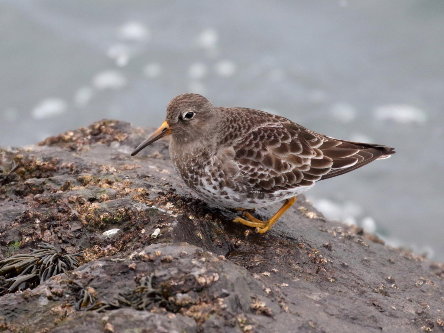 Purple Sandpiper on a rock with barnacles and seaweed