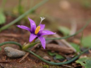 Romulea tempskyana close up