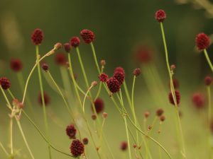 large patch of Sanguisorba officinalis
