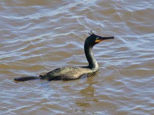 Shag sitting on the sea