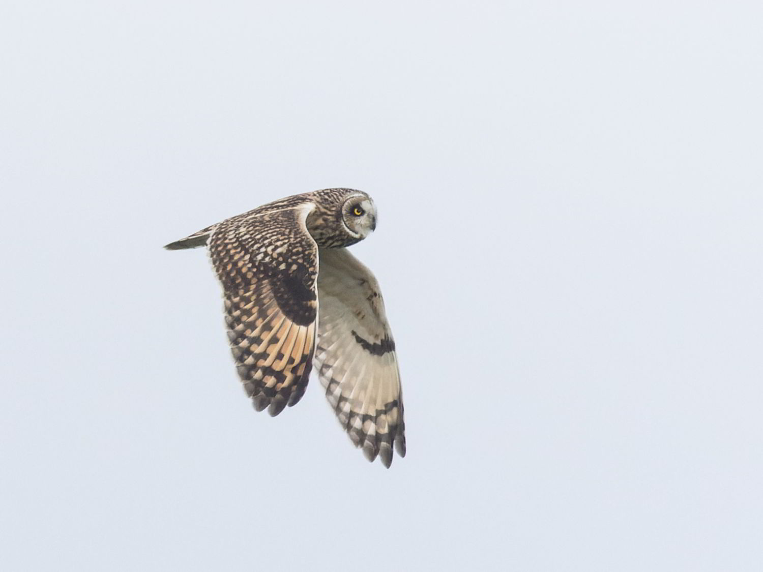 Short-eared Owl flying in pale sky