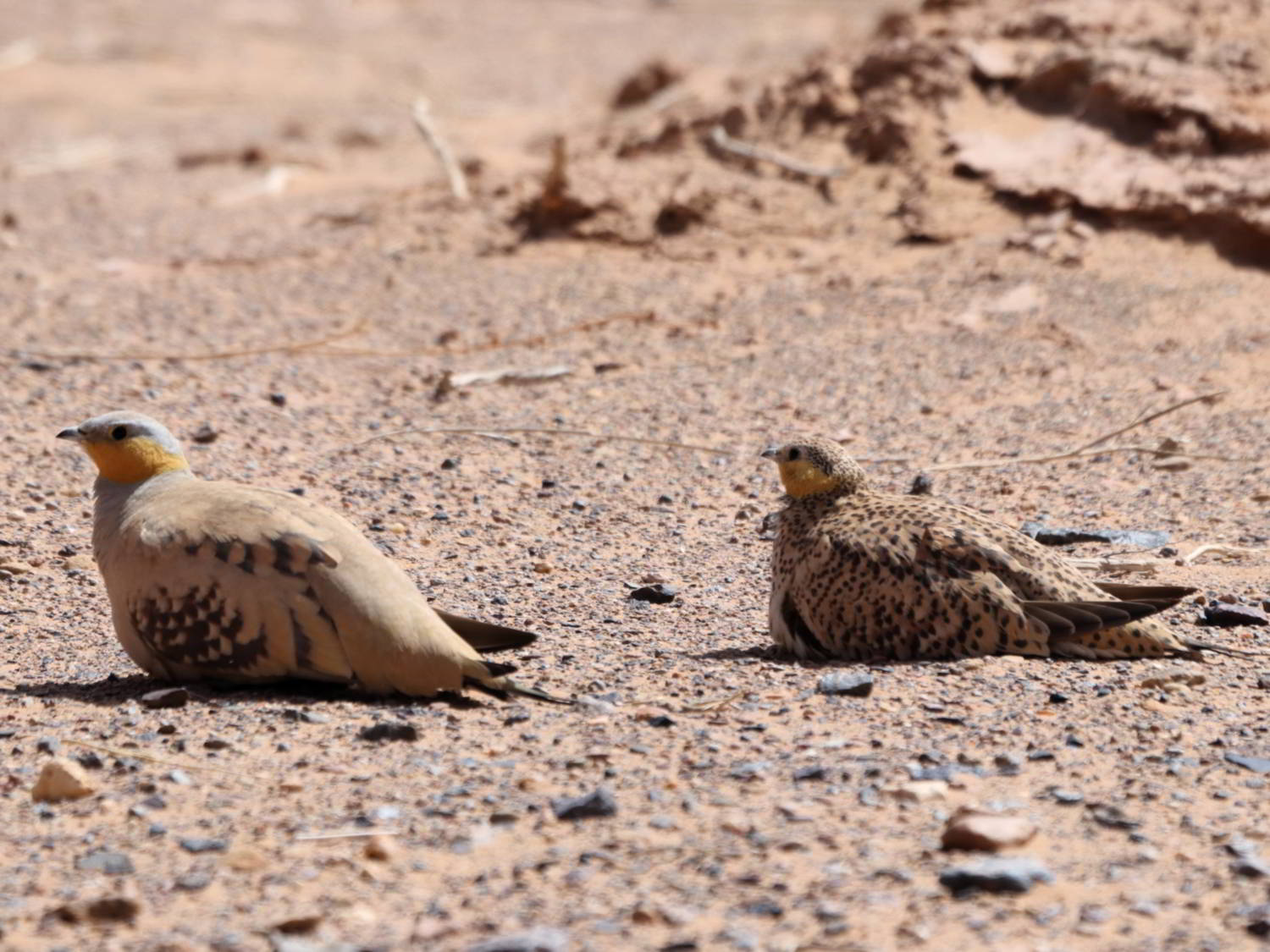 Pair of Spotted Sandgrouse on stony ground