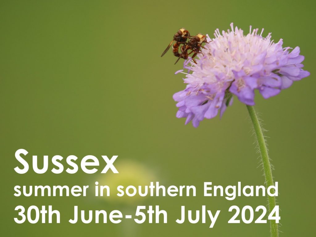 Sussex 2024 button