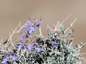 Close up of the purple flowers of Teucrium malenconianum