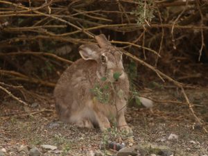 Tolai Hare sitting in cover