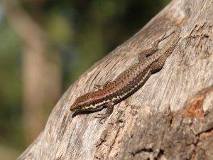 Troodos Wall Lizard on a trunk