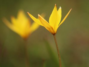 Tulipa sylvestris close up