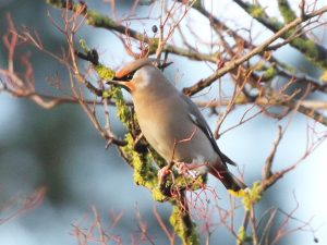 Waxwing on a lichen-covered twig