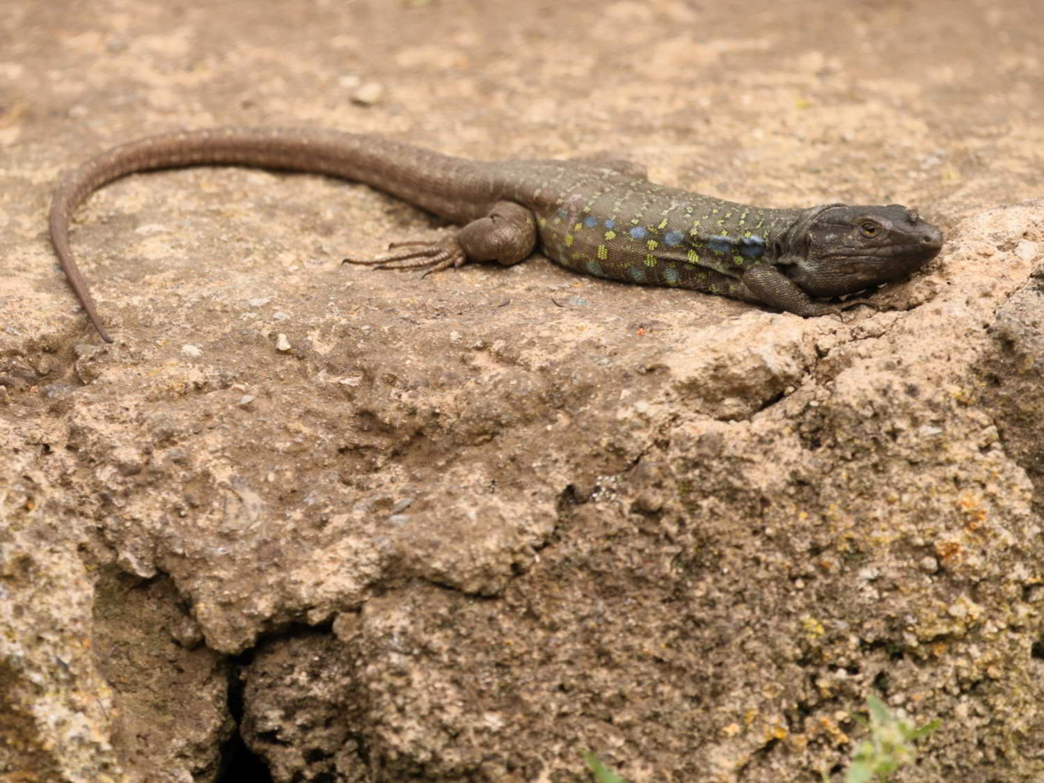 West Canaries Lizard basking on a rock