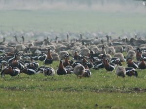 large flock of grazing geese