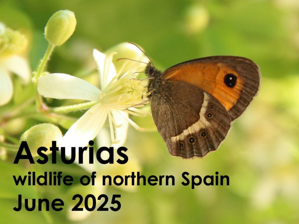 Asturias 2025 button