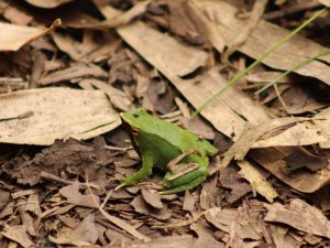Darwin's Frog amongst the leaf litter