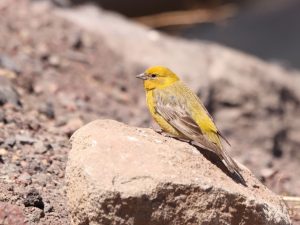 Greater Yellow Finch perched on a rock